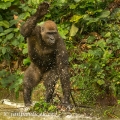 Gorila nížinná  (Gorilla gorilla) | fotografie