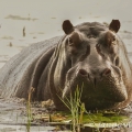 Hroch obojživelný (Hippopotamus amphibius) | fotografie