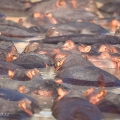 Hroch obojživelný (Hippopotamus amphibius) | fotografie