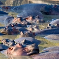 Hroch obojživelný (Hippopotamus amphibius) | fotografie