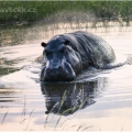 Hroch obojživelný (Hippopotamus amphibius) | fotografie