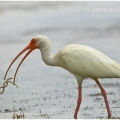 Ibis bílý (Eudocimus albus) | fotografie