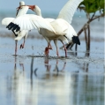 Ibis bílý ( Eudocimus albus) | fotografie