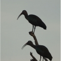 Ibis hagedaš (Bostrychia hagedash) | fotografie