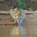 Jaguár americký (Panthera onca) | fotografie