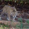 Jaguár americký (Panthera onca) | fotografie