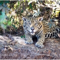 Jaguár americký (Panthera onca) | fotografie