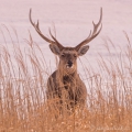 Jelen sika  japonský (Cervus nippon) | fotografie