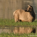 Jelen  Wapiti, laň (Cervus canadensis) | fotografie