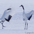 Jeřáb mandžuský (Grus japonensis) | fotografie