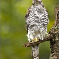 Jestřáb lesní (Accipiter gentilis) | fotografie