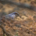 Jestřáb lesní (Accipiter gentilis) | fotografie