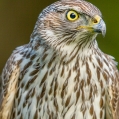 Jestřáb lesní (Accipiter gentilis) | fotografie