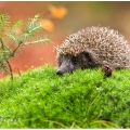 Ježek obecný (Erinaceus europaeus) | fotografie