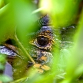 Kajman brýlový (Caiman crocodilus) | fotografie