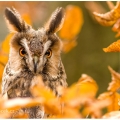 Kalous ušatý (Asio otus) | fotografie