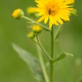 Kamzičník rakouský (Doronicum austriacum) | fotografie