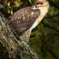 Káně královská (Buteo regalis) | fotografie