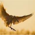 Kolpík bílý (Platalea leucorodia) | fotografie