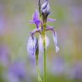 Kosatec sibiřský , Iris sibirica | fotografie