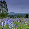 Kosatec sibiřský, Iris sibirica | fotografie