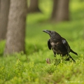 Krkavec velký (Corvus corax) | fotografie