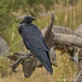 Krkavec velký (Corvus corax) | fotografie