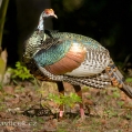 Krocan paví (Meleagris ocellata) | fotografie