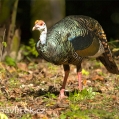 Krocan paví (Meleagris ocellata) | fotografie