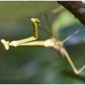 Kudlanka nábožná  (Mantis religiosa) | fotografie