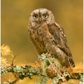 Kulíšek nejmenší (Glaucidium passerinum) | fotografie