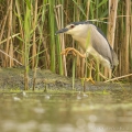 Kvakoš noční (Nycticorax nycticorax) | fotografie