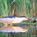 Kvakoš noční (Nycticorax nycticorax) | fotografie