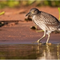 Kvakoš noční (Nycticorax nycticorax) | fotografie