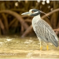 Kvakoš žlutočelý (Nyctanassa violacea) | fotografie