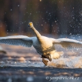 Labut zpěvná  (Cygnus cygnus) | fotografie