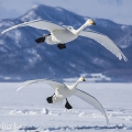 Labuť zpěvná (Cygnus cygnus) | fotografie