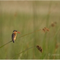 Ledňáček malachitový (Alcedo cristata) | fotografie