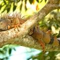 Leguán zelený, sameček (Iguana iguana) | fotografie