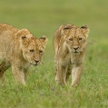 Lev pustinný ( Panthera leo ) | fotografie