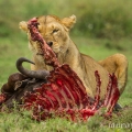 Lev pustinný ( Panthera leo ) | fotografie