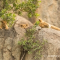 Lev pustinný ( Panthera leo ) | fotografie