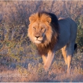 Lev pustinný ( Panthera leo ) | fotografie