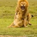 Lev pustinný ( Panthera leo ) , páření | fotografie