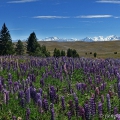 Lupina (Lupinus) | fotografie