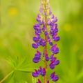 Lupina mnoholistá 'Lupini Blue', Vlčí bob (Lupinus... | fotografie