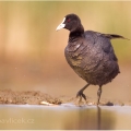 Lyska černá, (Fulica atra) | fotografie