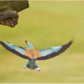 Mandelík hajní  (Coracias garrulus) | fotografie