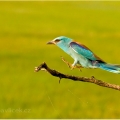 Mandelík hajní (Coracias garrulus) | fotografie