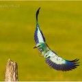 Mandelík hajní (Coracias garrulus) | fotografie